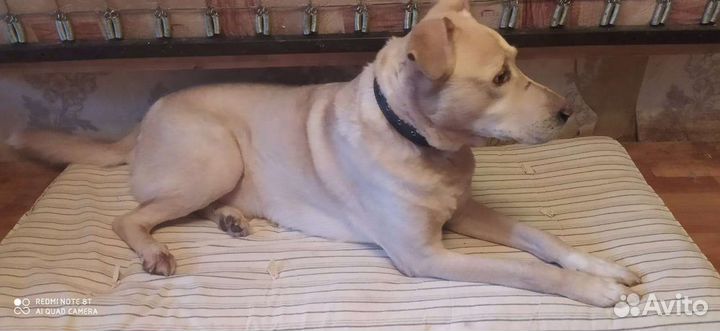 Собака в добрые руки отдам бесплатно