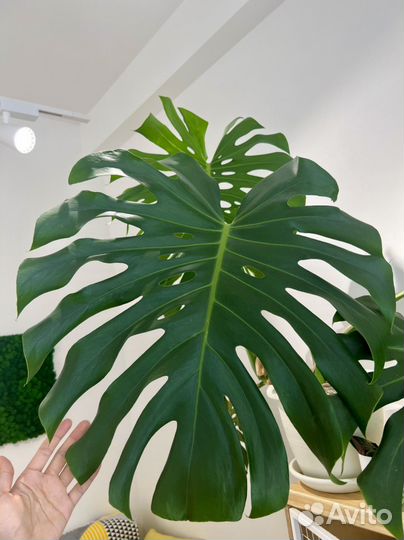 Монстера делициоза