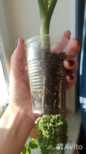 Диффенбахия Компакта