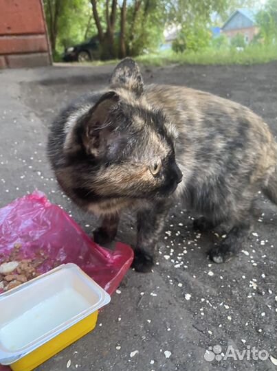 Кошечка Муся в добрые руки