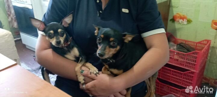 Мини той-терьер щенки