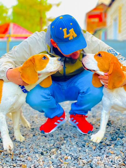 Дрессировка собак Кинолог зоопсихолог