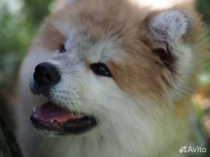 Акита японская щенки