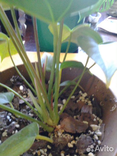 Антуриум Андре