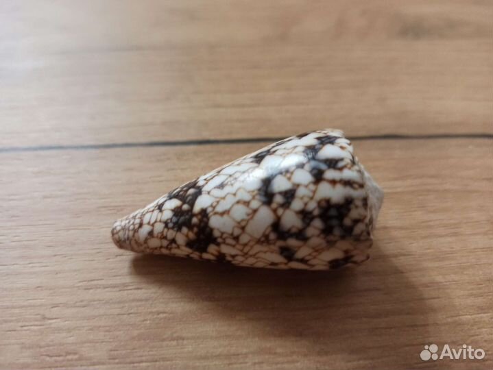 Морская раковина