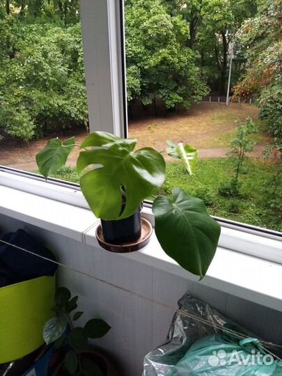 Красивые комнатные цветы : их детки