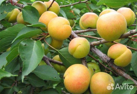 Чёрная вишня,смородина,абрикос,слива,крыжовник
