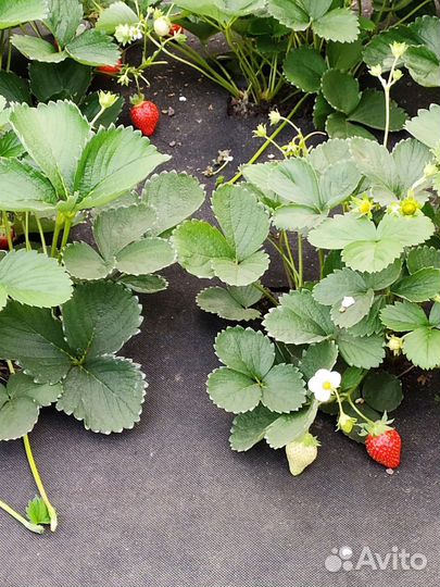 Рассада садовой земляники