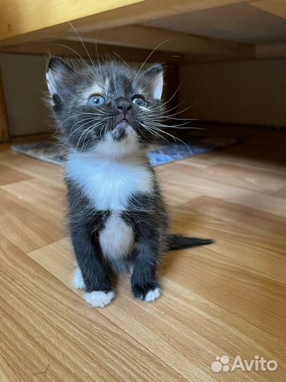 Котята в добрые руки девочки