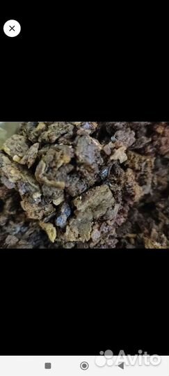 Продам прополис