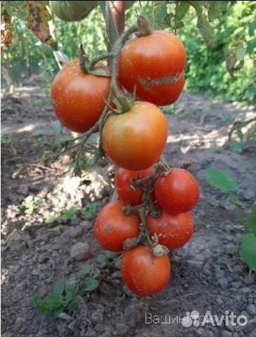 Семена томата для открытого грунта-Вашингтон