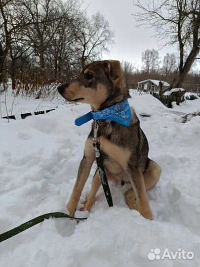 Собака в добрые руки отдам бесплатно щенки