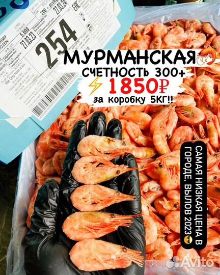 Креветка северная