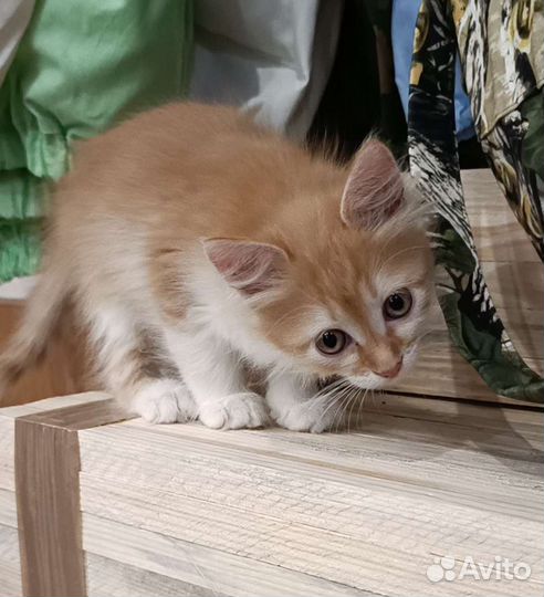 Кошка в дар бесплатно