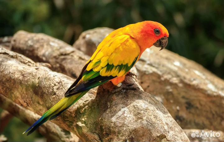 Аратинга Солнечный