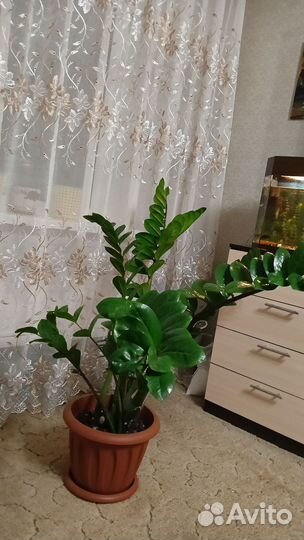 Замиокулькас