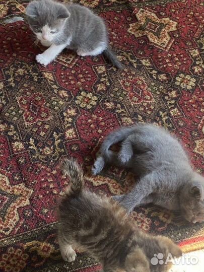 Котята в добрые руки