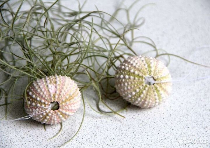 Тилландсия Уснеевидная