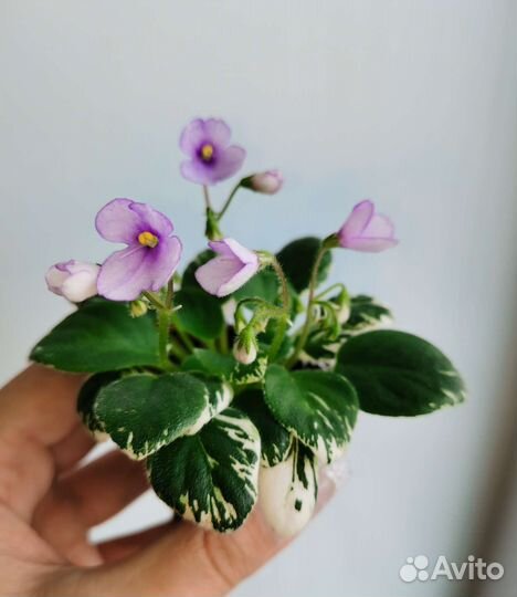 Фиалка мини