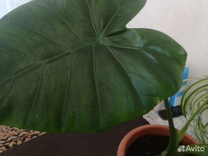 Декор для интерьера