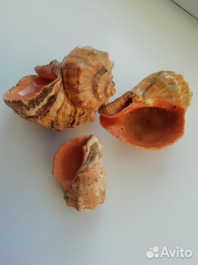 Морские ракушки бу, цена за все