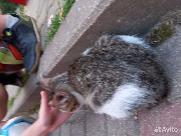 Кошка найдена на улице