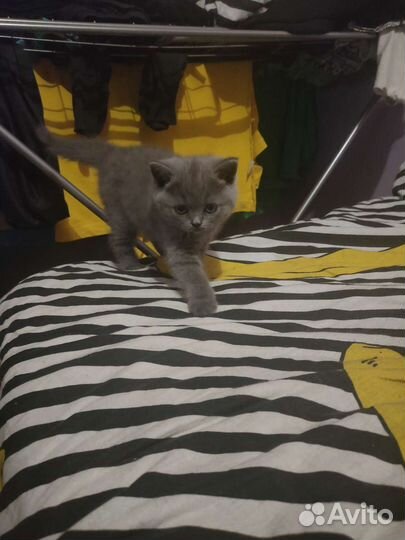 Чистокровные британские короткошёрстные котята