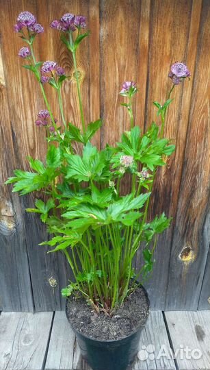 Флокс, астранция, физостегия, полынь декоративная