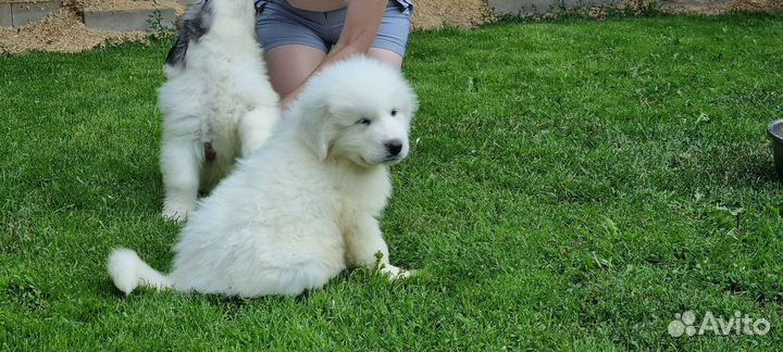 Щенки перинейской горной собаки