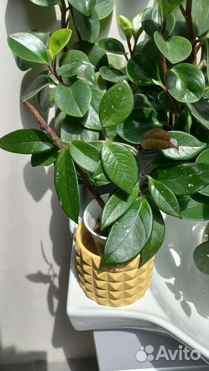 Хойя карноза (возможен обмен)