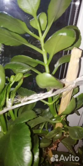 Растение Живое дерево