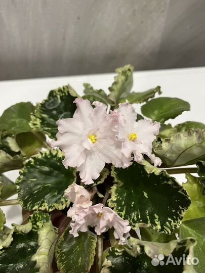 Сортовые фиалки стандарт (листовые черенки)