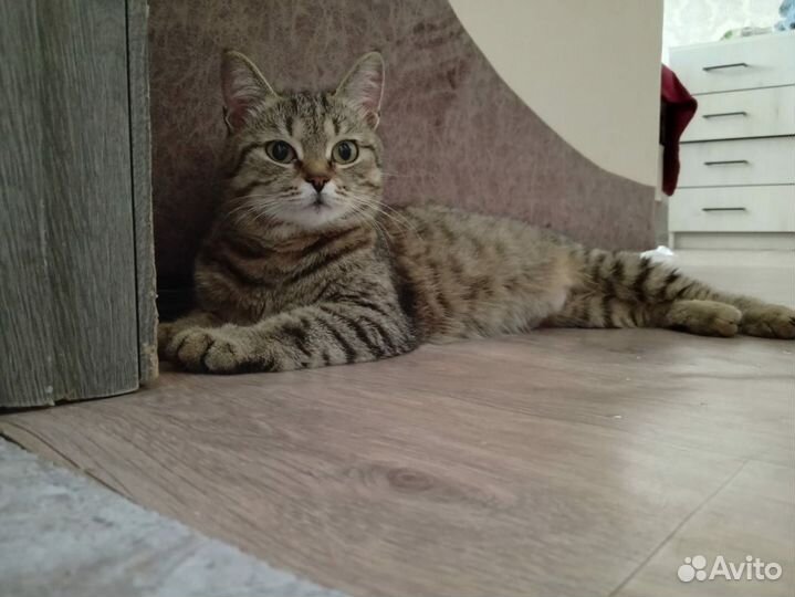 Кошечка в добрые руки