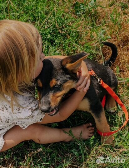 Спасённый щенок ищет любящего хозяина