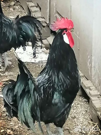 Французские петухи 