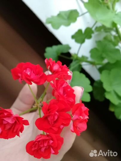 Пеларгония красная розебудная