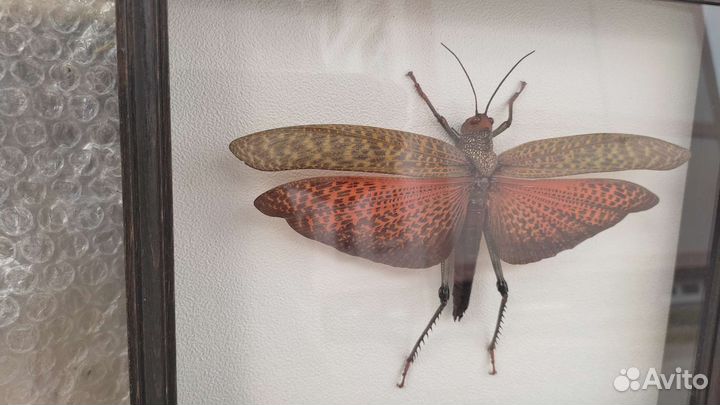 Кузнечик (кобылка) в рамке