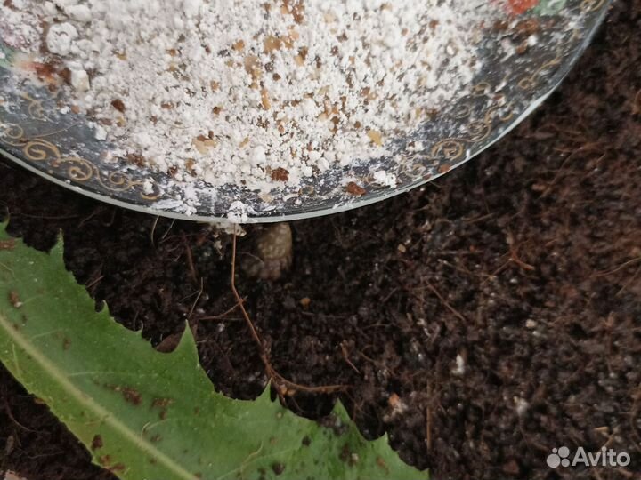 Улитки. отдаю ахатин бесплатно с домиком