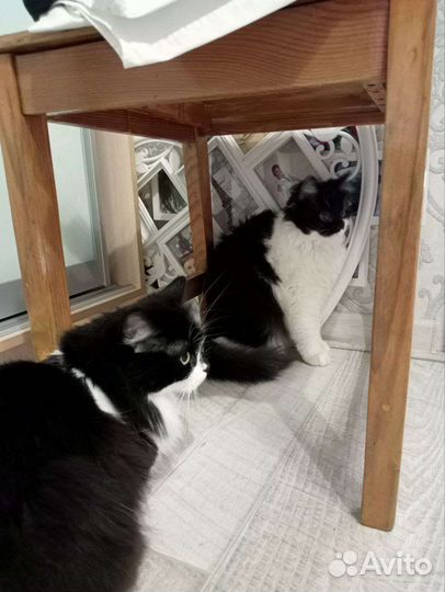 Кошка в добрые руки