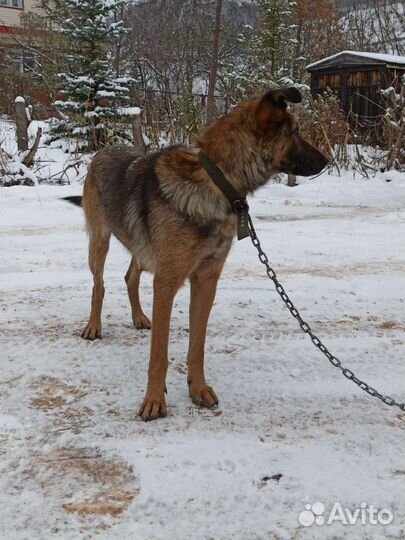 Умная девочка ищет дом