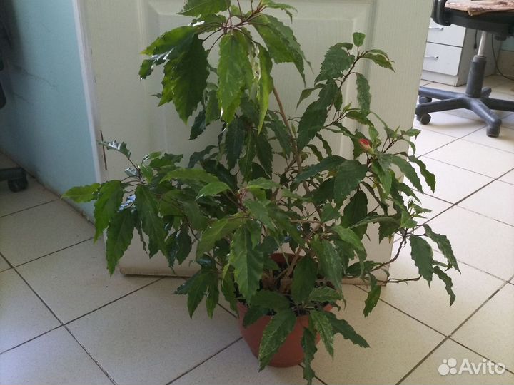 Герань и Гибискус розовый