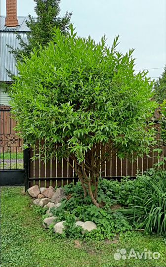 Черенки Ива ломкая Salix fragilis