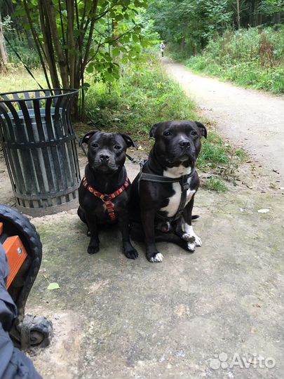 Стаффордширский бультерьер