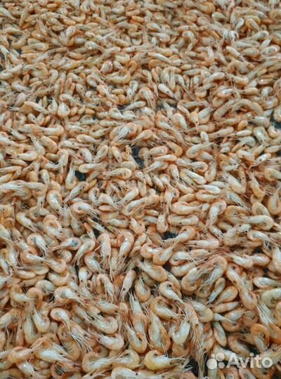 Креветки в Москве и мо