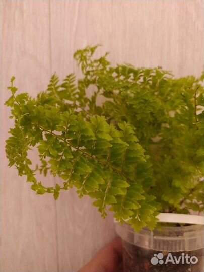 Папоротник нефролепис