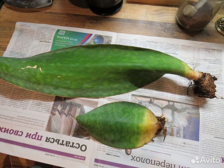 Сансевиерия Виктория/Конго и Биг лиф