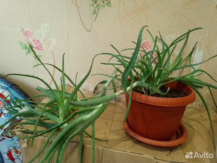 Алоэ лечебный