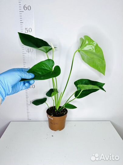 Антуриум Аляска