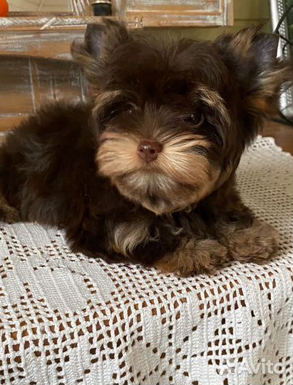 Девочка мини размер