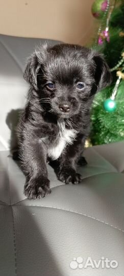 Йоркширский терьер щенки